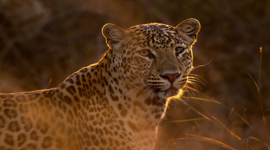 Experience the Ultimate 8-Day Tanzania Camping Safari